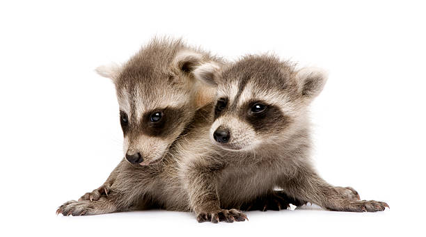 istock baby raccoon (6 weeks) - Procyon lotor 93214789
