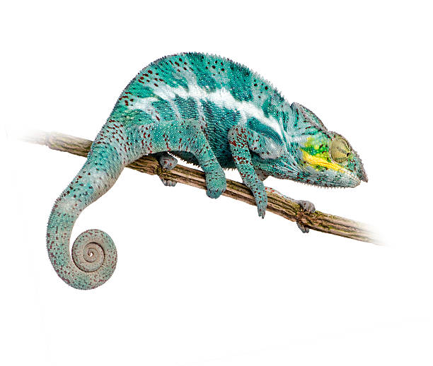 istock Panther Chameleon Furcifer Pardalis - Nosy Faly (18 months) 93214871