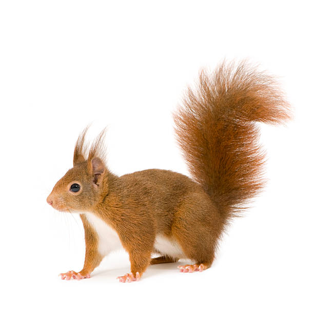 écureuil d'eurasie-sciurus vulgaris (2 ans - écureuil photos et images de collection