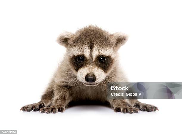 Bebé Mapache Procyon Lotor Foto de stock y más banco de imágenes de Animal joven - Animal joven, Mapache, Recortable