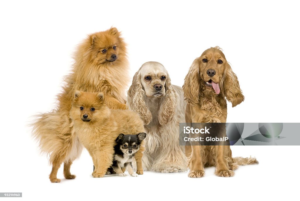 Grupo de cães - Foto de stock de Animal royalty-free