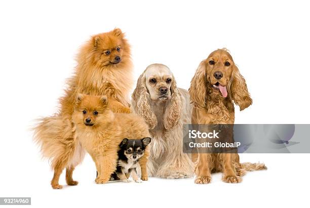 Группа Собак — стоковые фотографии и другие картинки Белый фон - Белый фон, Большая группа животных, Высовывание языка