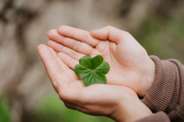 istock Holding a clover leave on the in female hand palms. Concept of luck 932149708