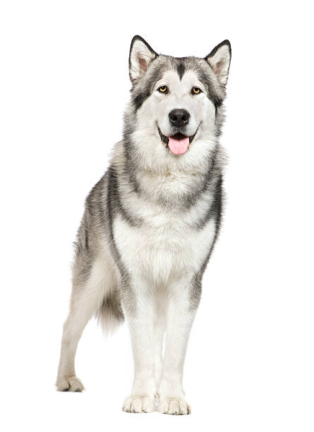istock Black and white Alaskan Malamute against white background 93215046