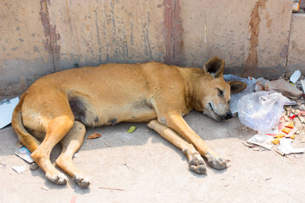 istock Homeless dog sleeping in India 932150460