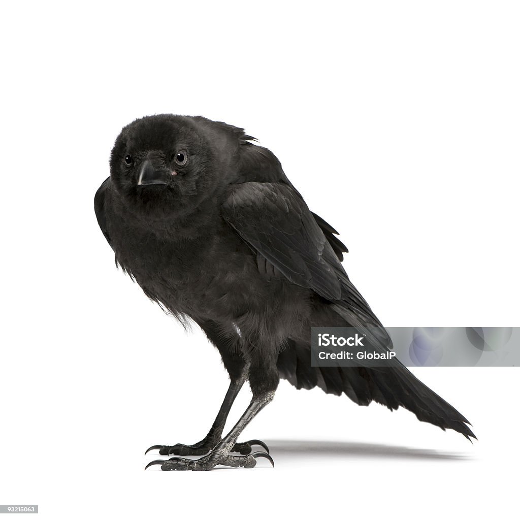 Junge Carrion Crow-Corvus corone (3 Monate - Lizenzfrei Kolkrabe Stock-Foto