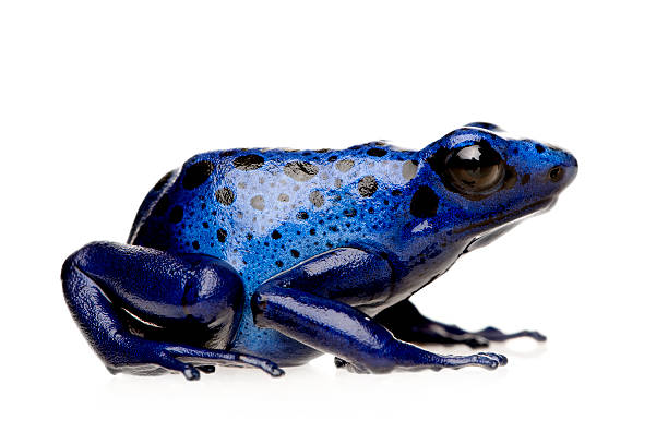 dendrobates azureus - blue poison arrow frog 뉴스 사진 이미지