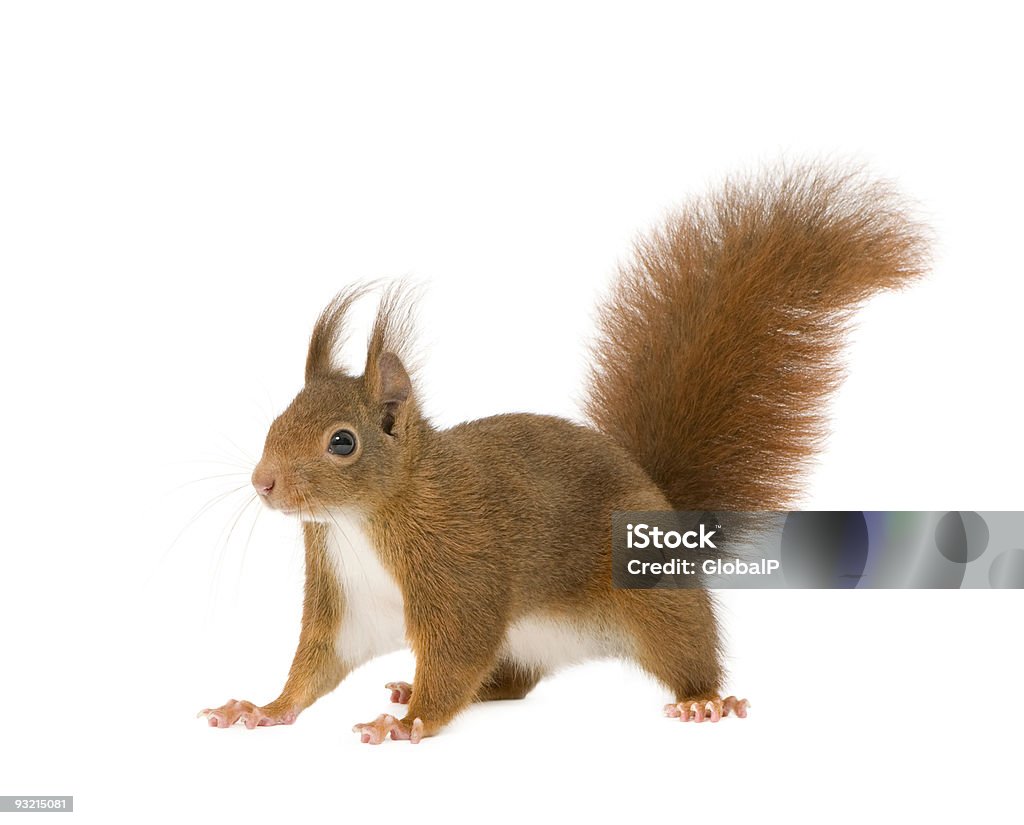 Eurasian red squirrel - Sciurus vulgaris (2 years)  Squirrel Stock Photo