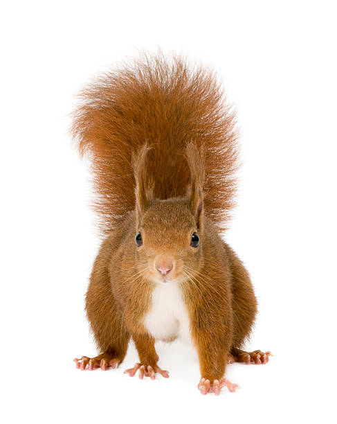 istock 2-year old Eurasian red squirrel Sciurus Vulgaris on white 93215085