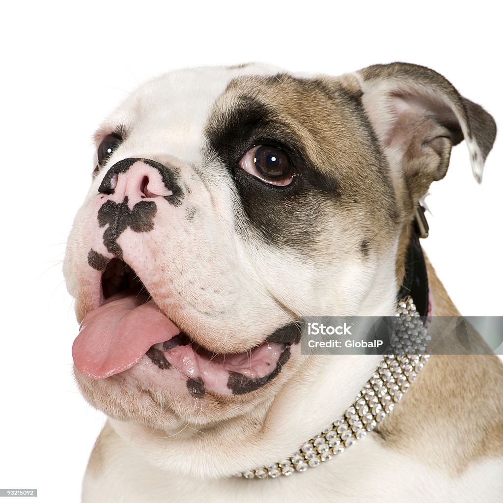 english Bulldog  Diamond - Gemstone Stock Photo