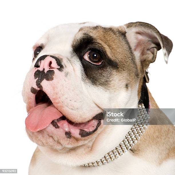 English Bulldog Stock Photo - Download Image Now - Diamond - Gemstone, Ugliness, Animal