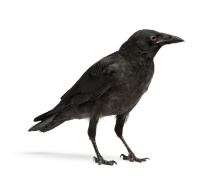 Young Carrion Crow (3 months) in front of a white background.