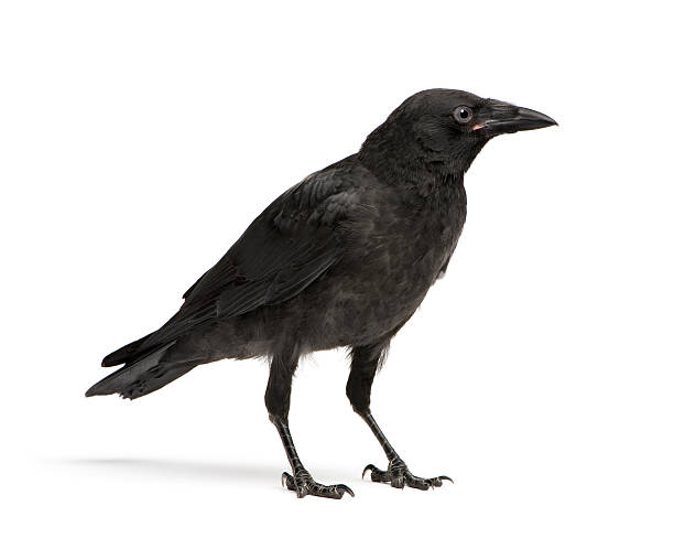 Side view of a young crow isolated on white Young Carrion Crow (3 months) in front of a white background. raven bird stock pictures, royalty-free photos & images