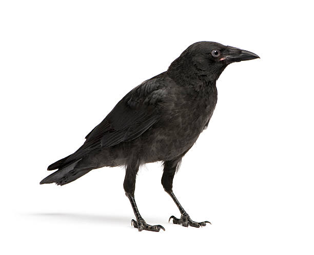 Side view of a young crow isolated on white Young Carrion Crow (3 months) in front of a white background. Raven stock pictures, royalty-free photos & images
