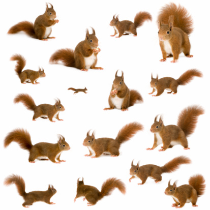 Eurasian red squirrels in front of a white background.