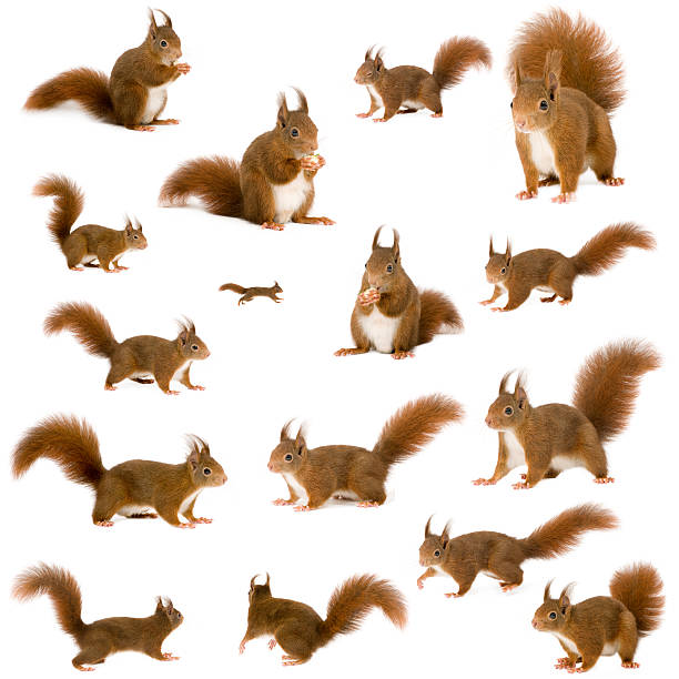 Several images of a red squirrel in different poses on white Eurasian red squirrels in front of a white background. squirrel stock pictures, royalty-free photos & images