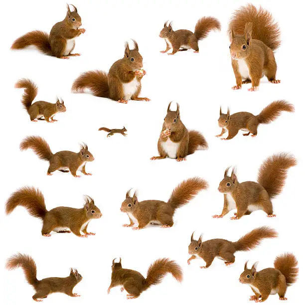 Photo of Several images of a red squirrel in different poses on white