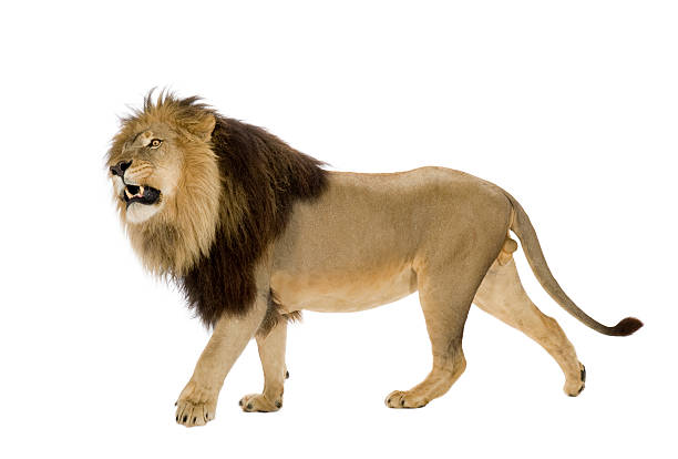istock 4 year old lion or panthera Leo against white background 93215189