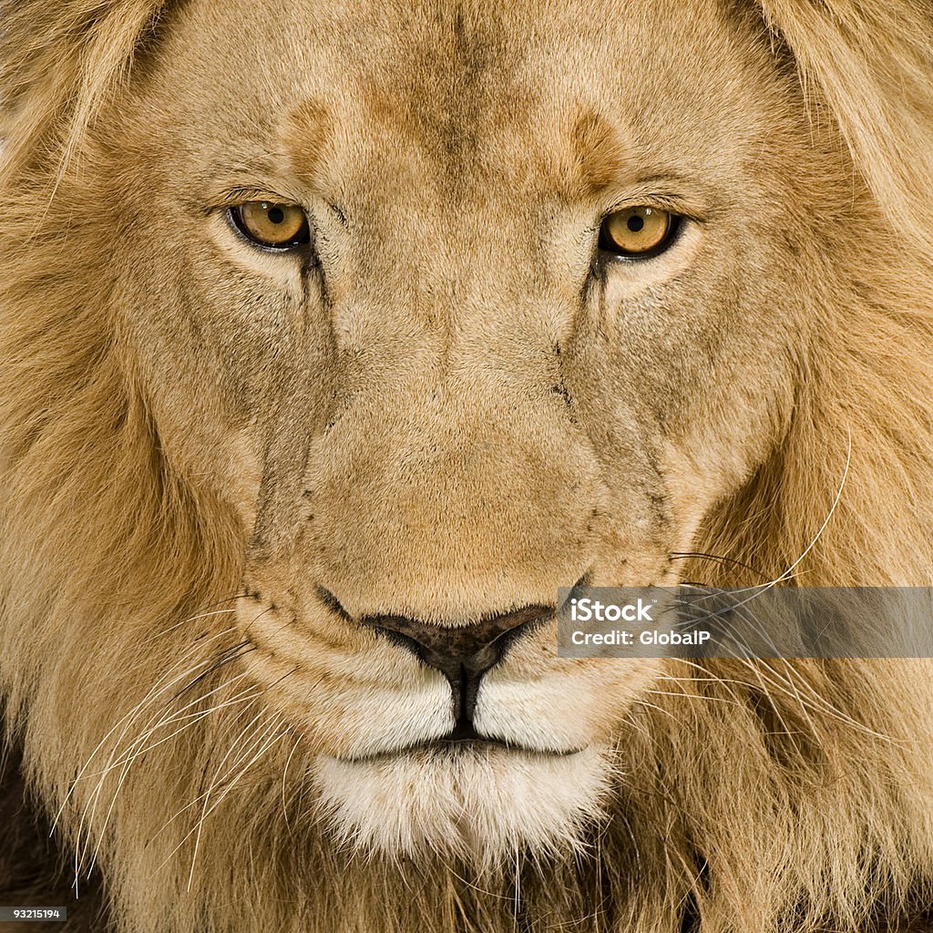 Cabeça de Leão (4 anos e meio)-Panthera leo - Royalty-free Animal Foto de stock