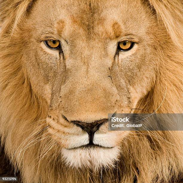 Cabeça De Leão Panthera Leo - Fotografias de stock e mais imagens de Animal - Animal, Animal macho, Castanho