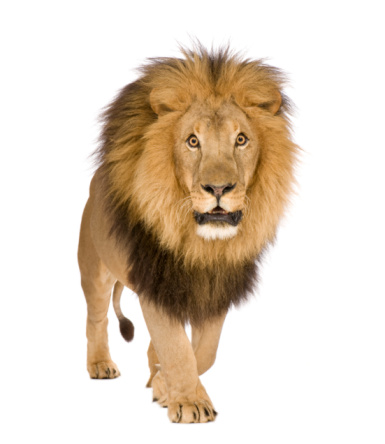 Lion Panthera Leo Stock Photo - Download Image Now - Lion - Feline, White  Background, Cut Out - iStock
