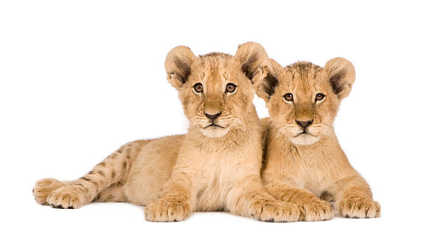 istock Two four month old lion cubs isolated on white background 93215265