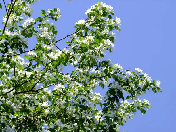 Blossoming apple-trees