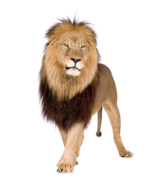 A large lion on a white background Lion (4 and a half years) in front of a white background. mane stock pictures, royalty-free photos & images