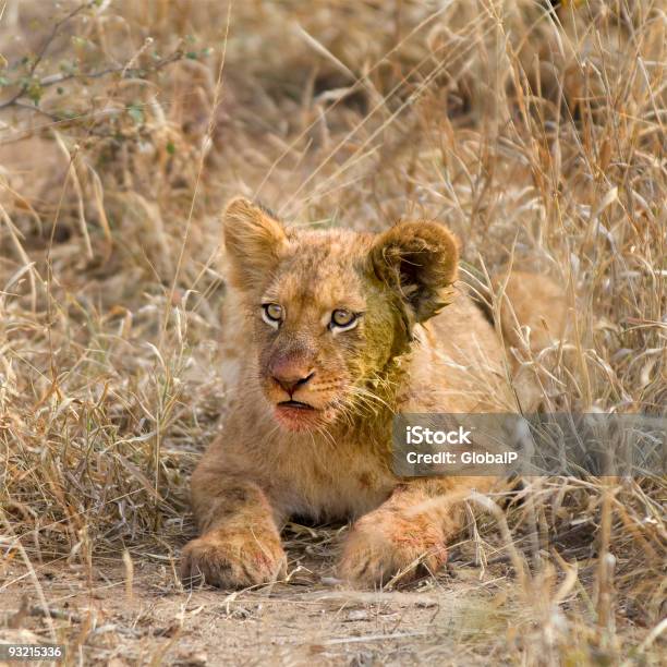 Lion Cub Stock Photo - Download Image Now - Anger, Animal, Animal Blood