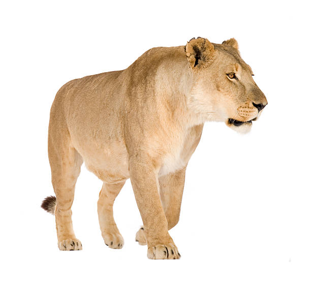 istock Lioness (8 years) - Panthera leo 93215339