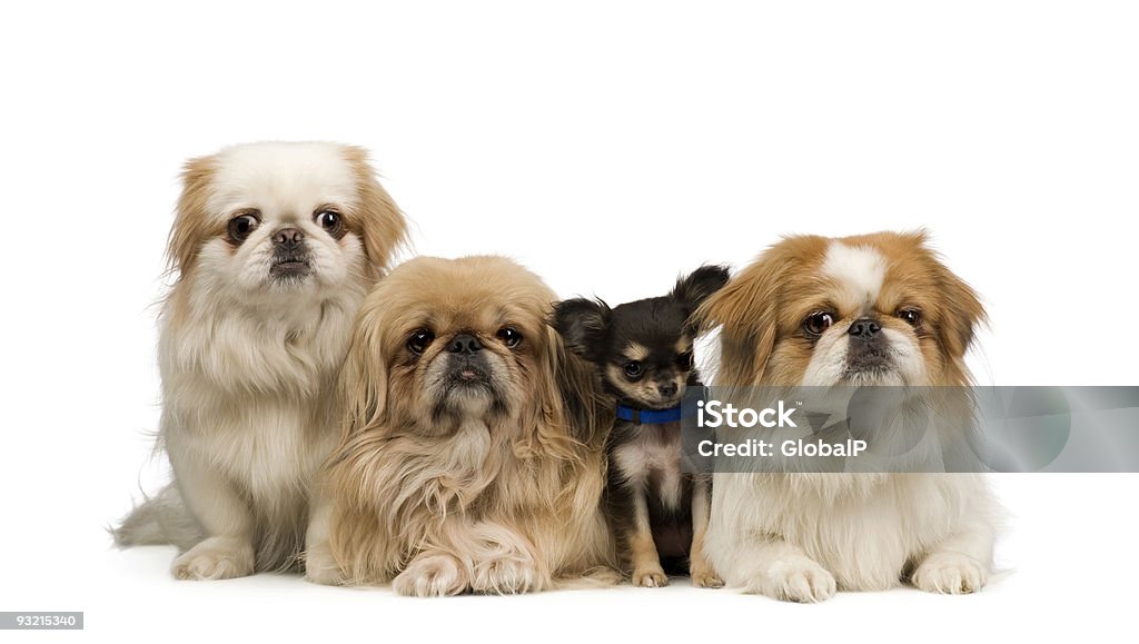 Drei Pekingeses und ein chihuahua - Lizenzfrei Hund Stock-Foto