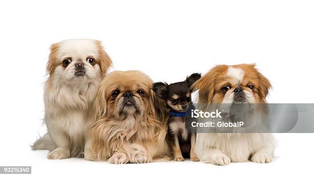 Drei Pekingeses Und Ein Chihuahua Stockfoto und mehr Bilder von Hund - Hund, In einer Reihe, Welpe