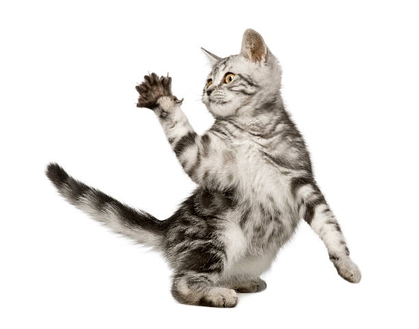 istock A beautiful 12 week old Siberian cat holding up its paw 93215344