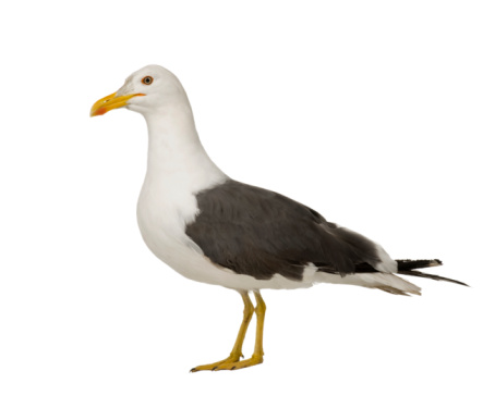 Seagull is standing on the rock with blue sky background.