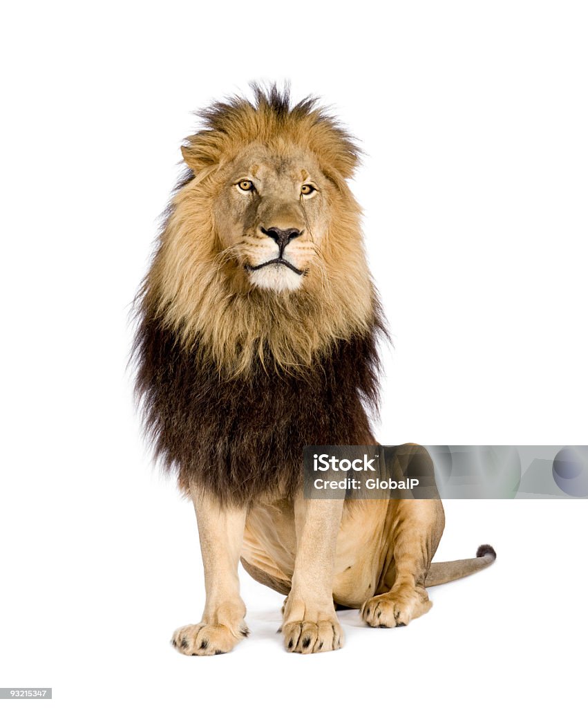 Lion (4, 5 Jahre)-Panthera leo - Lizenzfrei Löwe - Großkatze Stock-Foto