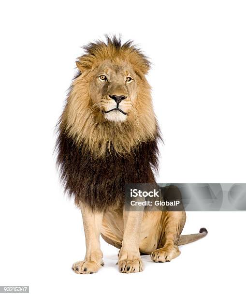 Lion Panthera Leo Stockfoto und mehr Bilder von Löwe - Großkatze - Löwe - Großkatze, Freisteller – Neutraler Hintergrund, Weißer Hintergrund