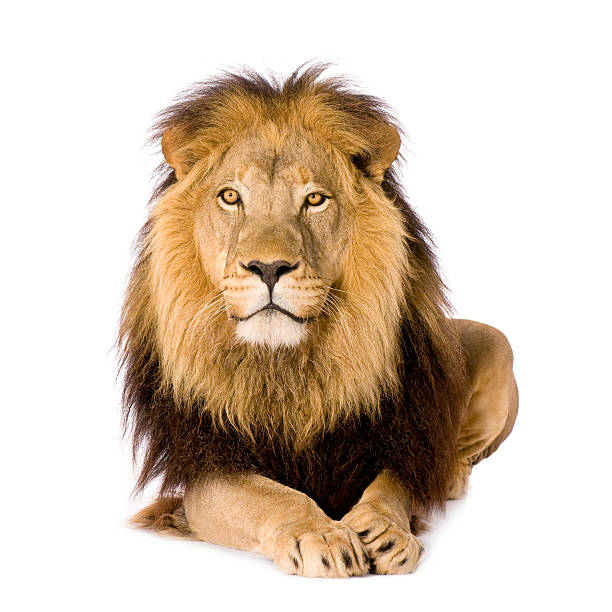lion (4 años y medio), panthera leo - melena fotografías e imágenes de stock