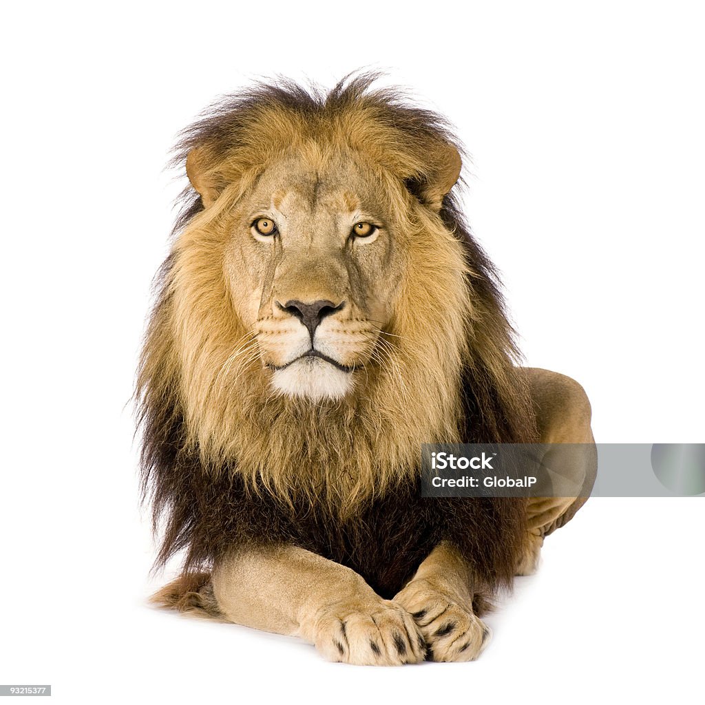 Lion (4 and a half years) - Panthera leo  Lion - Feline Stock Photo