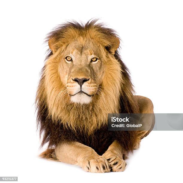 Lion Panthera Leo Stock Photo - Download Image Now - Lion - Feline, White Background, Cut Out