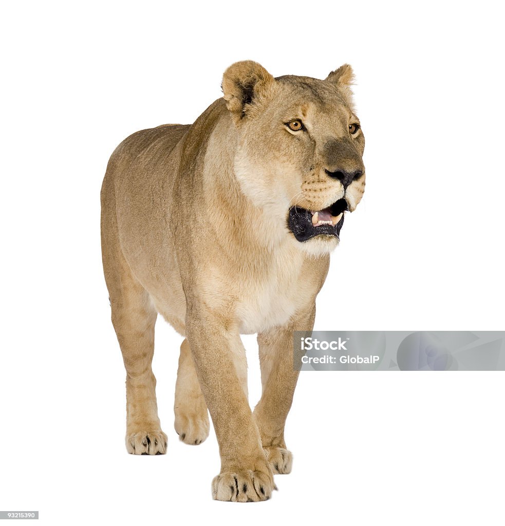 Female lion pacing and growling A  solitary picture of a lioness set against a white background.  The female has an open mouth, a black nose, golden brown eyes and small ears.  She is covered in golden fur with a white chest and has black claws at the end of her paws. Lioness - Feline Stock Photo