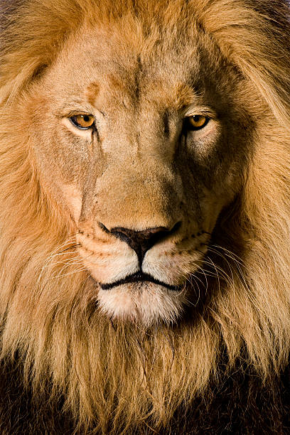 istock Close-up on a Lion's head 93215394