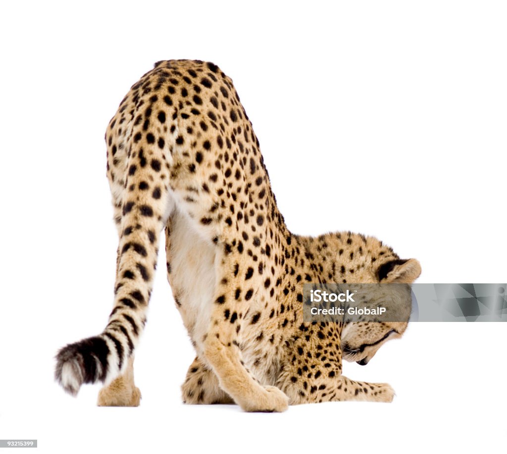 Guépard Acinonyx jubatus - Photo de Fond blanc libre de droits