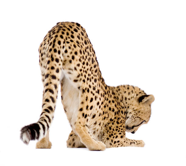 istock Cheetah - Acinonyx jubatus 93215399