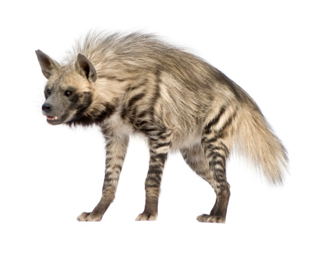 Striped Hyena in front of a white background.