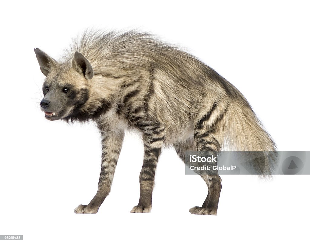 A striped hyena standing and smiling Striped Hyena in front of a white background. Hyena Stock Photo