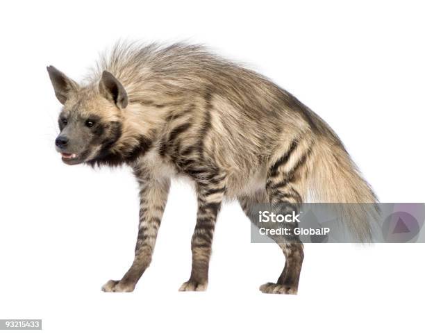 A Striped Hyena Standing And Smiling Stock Photo - Download Image Now - Hyena, White Background, Animal