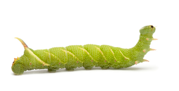 Acherontia Atropos Caterpillar