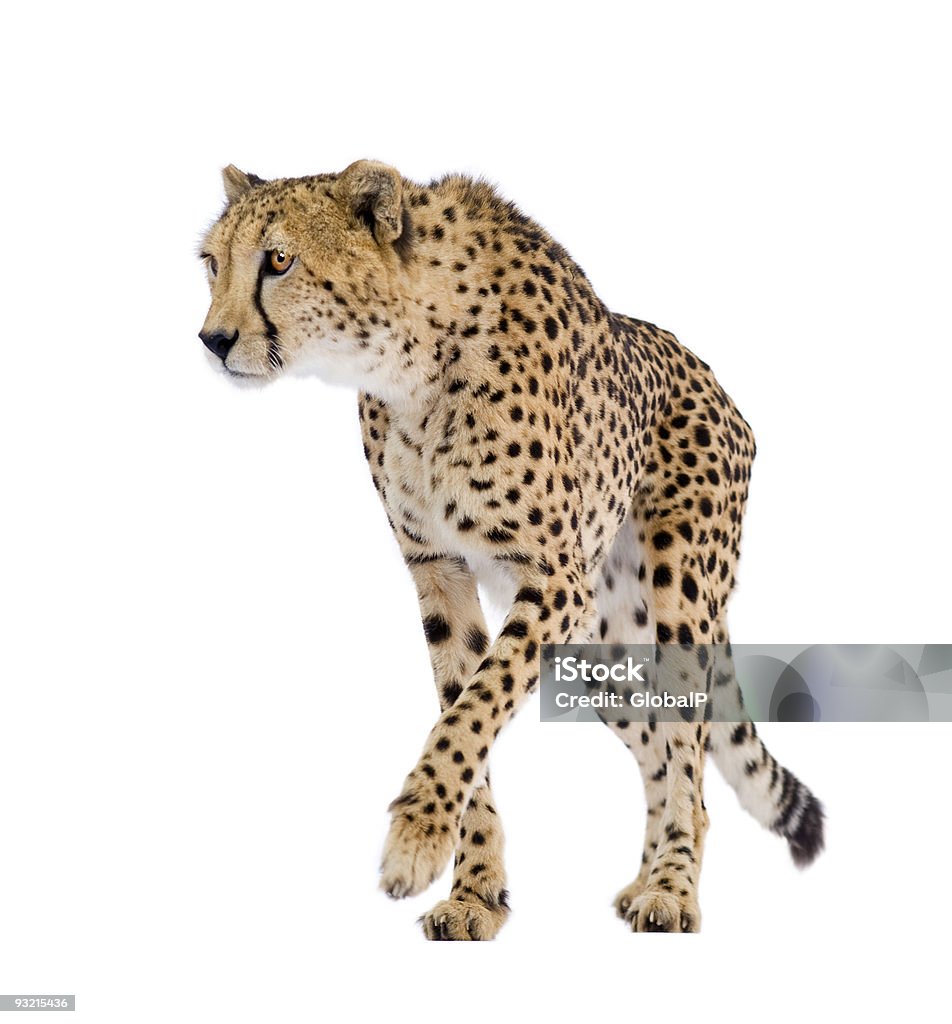 Gepard Acinonyx jubatus - Zbiór zdjęć royalty-free (Gepard)