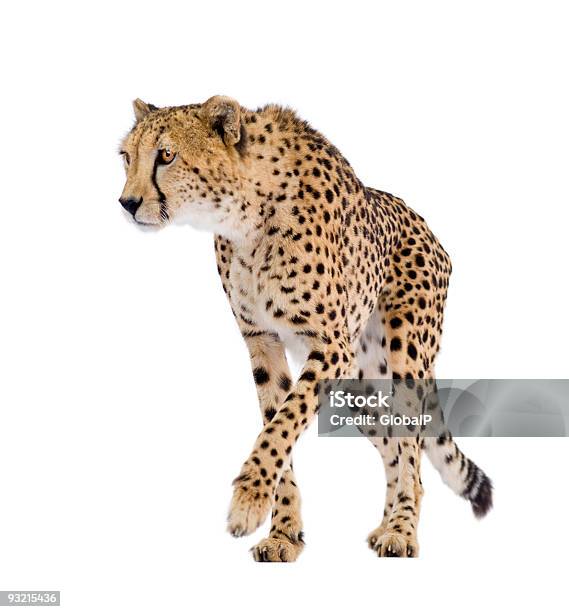 Gepard Acinonyx Jubatus - zdjęcia stockowe i więcej obrazów Gepard - Gepard, Białe tło, Neutralne tło