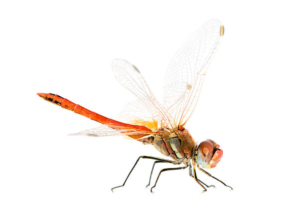 istock Drangonfly - Sympetrum fonscolombei 93215437